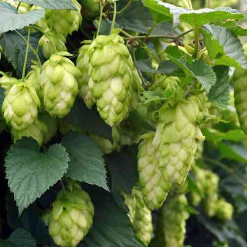 Humala 'Magnum' Humala 'Magnum'