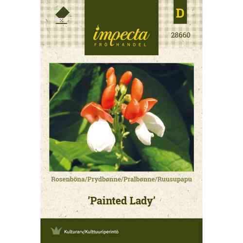 Ruusupapu 'Painted Lady' Ruusupapu 'Painted Lady'