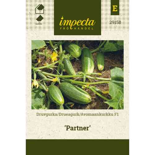 Avomaankurkku F1 'Partner' Avomaankurkku F1 'Partner'