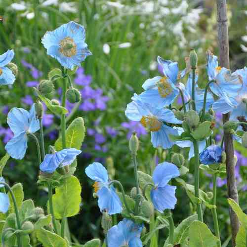 Siniuinukko (sinivaleunikko) Siniuinukko (sinivaleunikko)