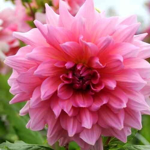 Dekorativdahlia 'Otto's Thrill' Dekorativdahlia 'Otto's Thrill'