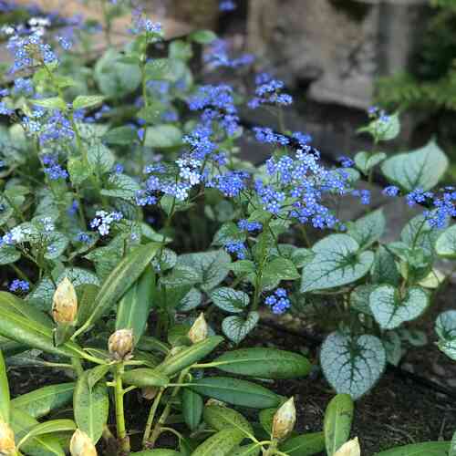 Brunnera macrophylla 'Jack Frost' Brunnera macrophylla 'Jack Frost'