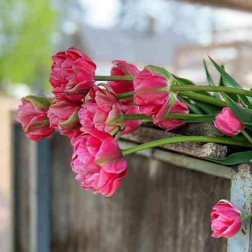 Tulipa 'Aveyron'