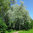 Salix sibirica