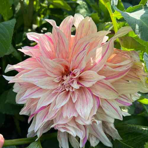 Dekorativdahlia 'Café au Lait Twist' Dekorativdahlia 'Café au Lait Twist'