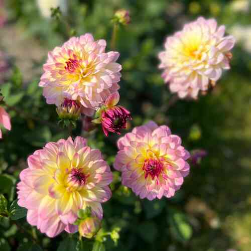 Dekorativdahlia 'Zingaro' Dekorativdahlia 'Zingaro'