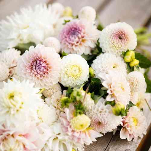 Daalia Exclusive Collection 'Anna' Daalia Exclusive Collection 'Anna'