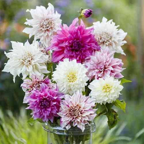 Daalia Exclusive Collection 'Rebecca' Daalia Exclusive Collection 'Rebecca'