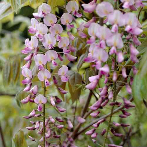 Ryöppysinisade 'Rosea' Ryöppysinisade 'Rosea'