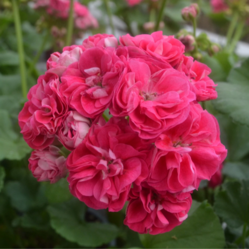 Pelargoni 'Rosalinda' Pelargoni 'Rosalinda'