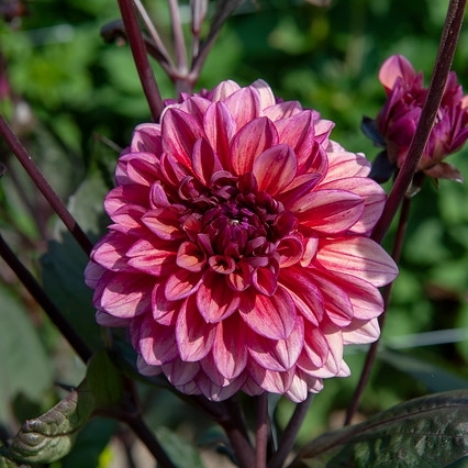 Koristedaalia 'Molly Raven' Koristedaalia 'Molly Raven'