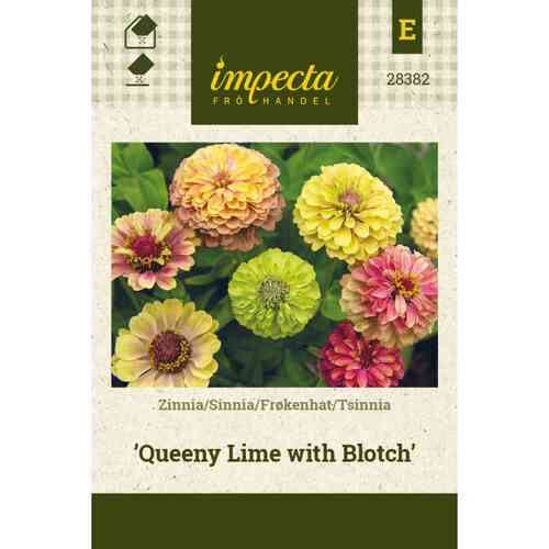 Zinnia 'Queeny Lime with Blotch' Zinnia 'Queeny Lime with Blotch'
