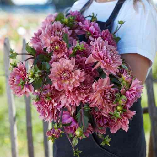 Dahlia dekorativ 'La Belle Epoque' Dahlia dekorativ 'La Belle Epoque'