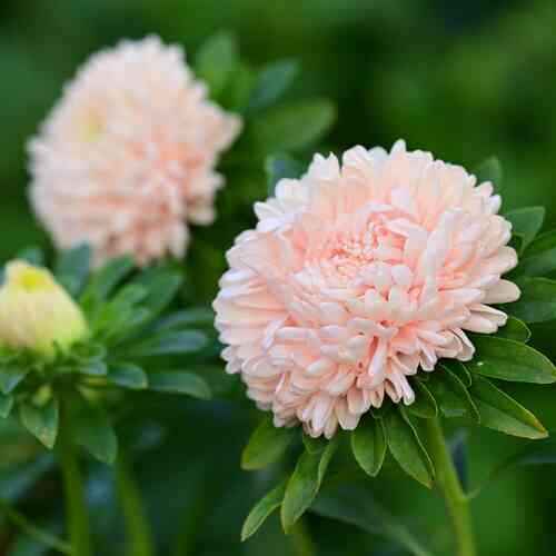 Sommaraster 'King Size Apricot' Sommaraster 'King Size Apricot'