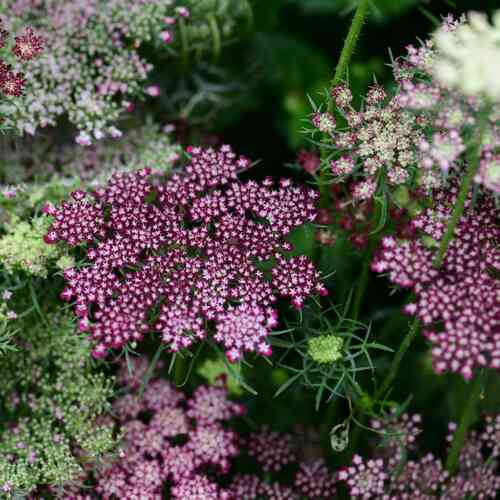 Blomstermorot 'Dara' Blomstermorot 'Dara'