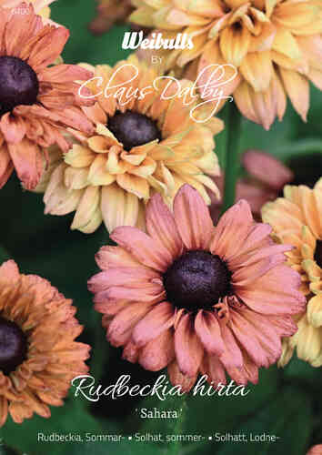 Kesäpäivänhattu 'Sahara' Kesäpäivänhattu 'Sahara'