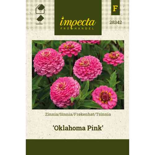 Zinnia 'Oklahoma Pink' Zinnia 'Oklahoma Pink'