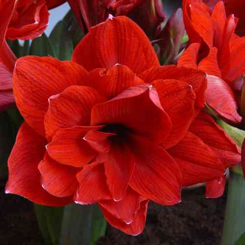 Amaryllis 'Double Dragon'