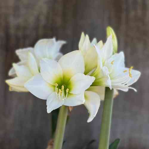 Amaryllis 'White Garden'