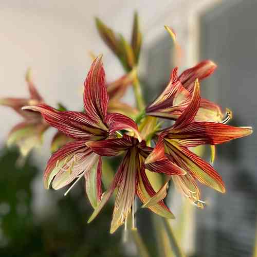 Amaryllis 'Sumatra'