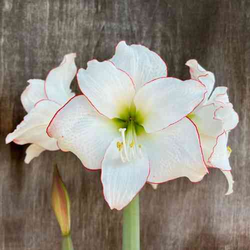 Amaryllis 'Picotee'