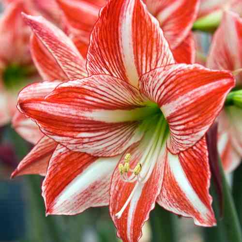 Amaryllis 'Fairytale'