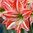 Amaryllis 'Fairytale'