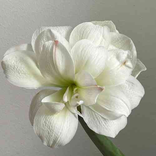 Amaryllis 'White Amadeus'