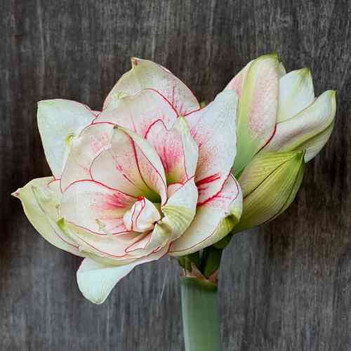 Amaryllis 'Elvas'