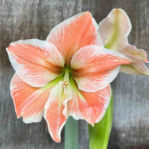 Amaryllis 'Apricot Parfait'