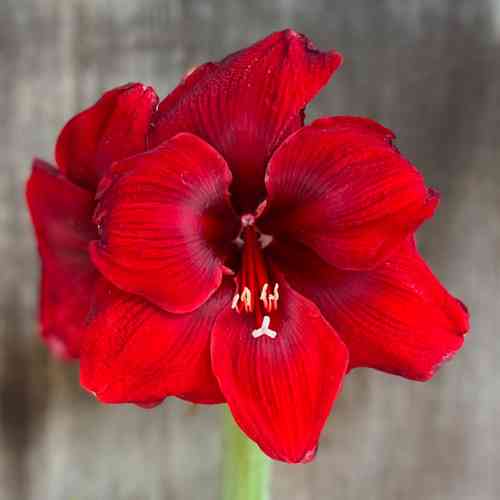 Amaryllis 'Benfica'