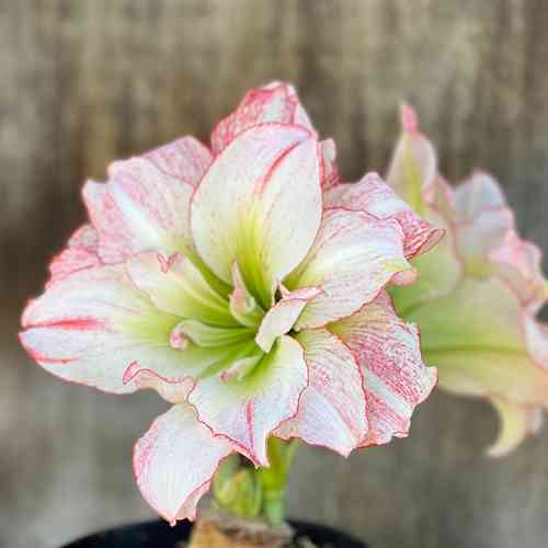 Amaryllis 'Aphrodite'