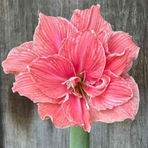 Amaryllis 'Sweet Nymph'