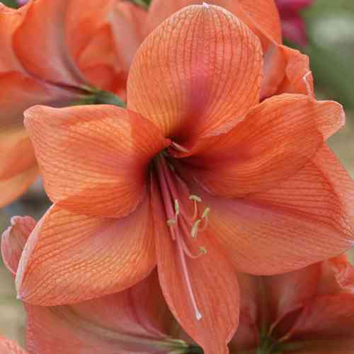 Amaryllis orange