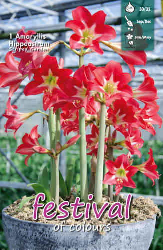 Amaryllis 'Striped Garden'