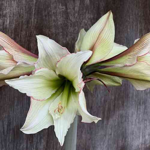 Amaryllis 'Magic Green'