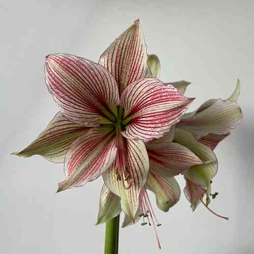 Amaryllis 'Exotic Star'