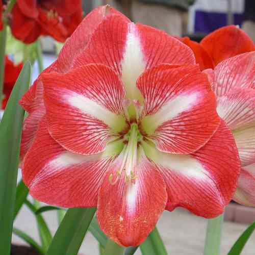 Amaryllis strimmig