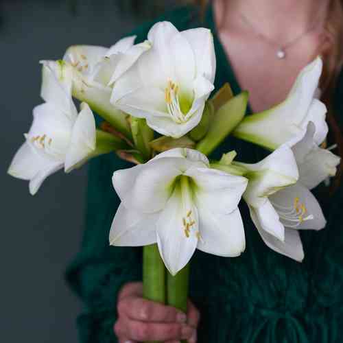 Amaryllis vit