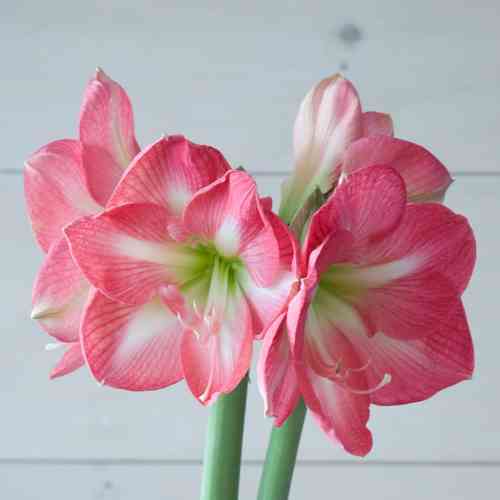 Amaryllis pink