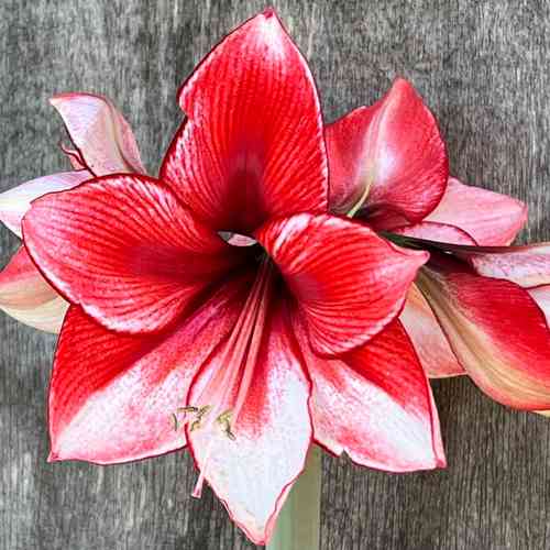 Amaryllis 'Gervase'