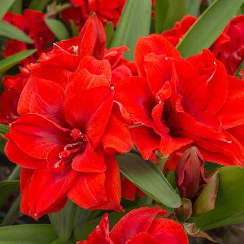 Amaryllis 'Cherry Nymph'