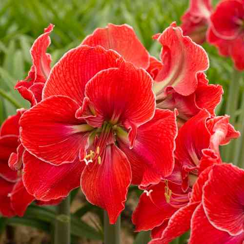 Amaryllis 'Magical Touch'