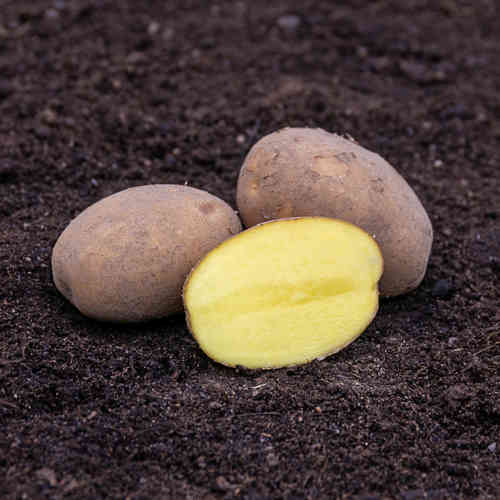 Gala siemenperuna 1 kg Gala siemenperuna 1 kg