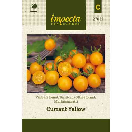Viinimarjatomaatti 'Currant Yellow' Viinimarjatomaatti 'Currant Yellow'