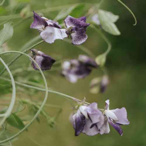 Luktärt 'Nimbus' Luktärt 'Nimbus'