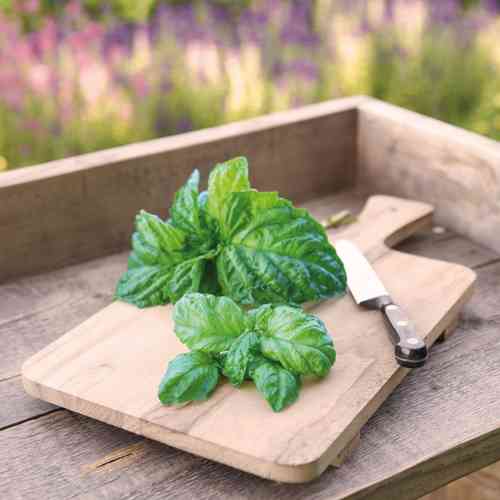 Basilika 'Napolitano' Basilika 'Napolitano'