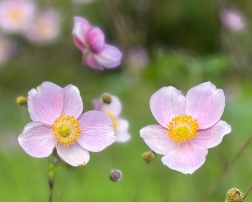 Perennat -ajankohtaista Perennat -ajankohtaista