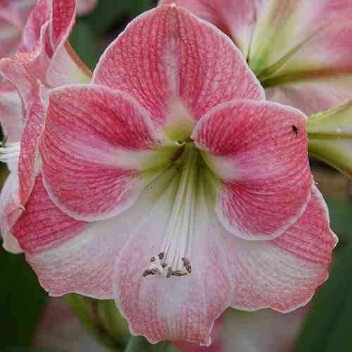 Jaloritarinkukka 'Apple Blossom'