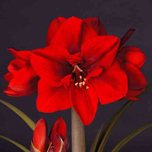 Amaryllis 'Ferrari', Jumbo